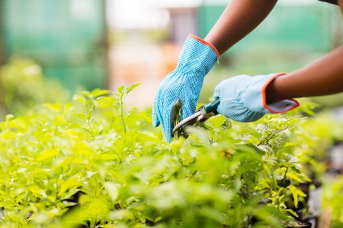 Selection of native plants for sustainable gardening