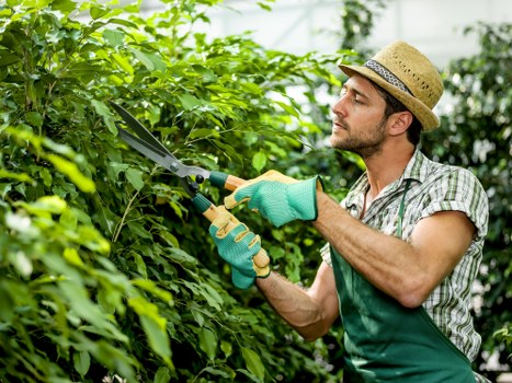 Various types of hedges ready for trimming